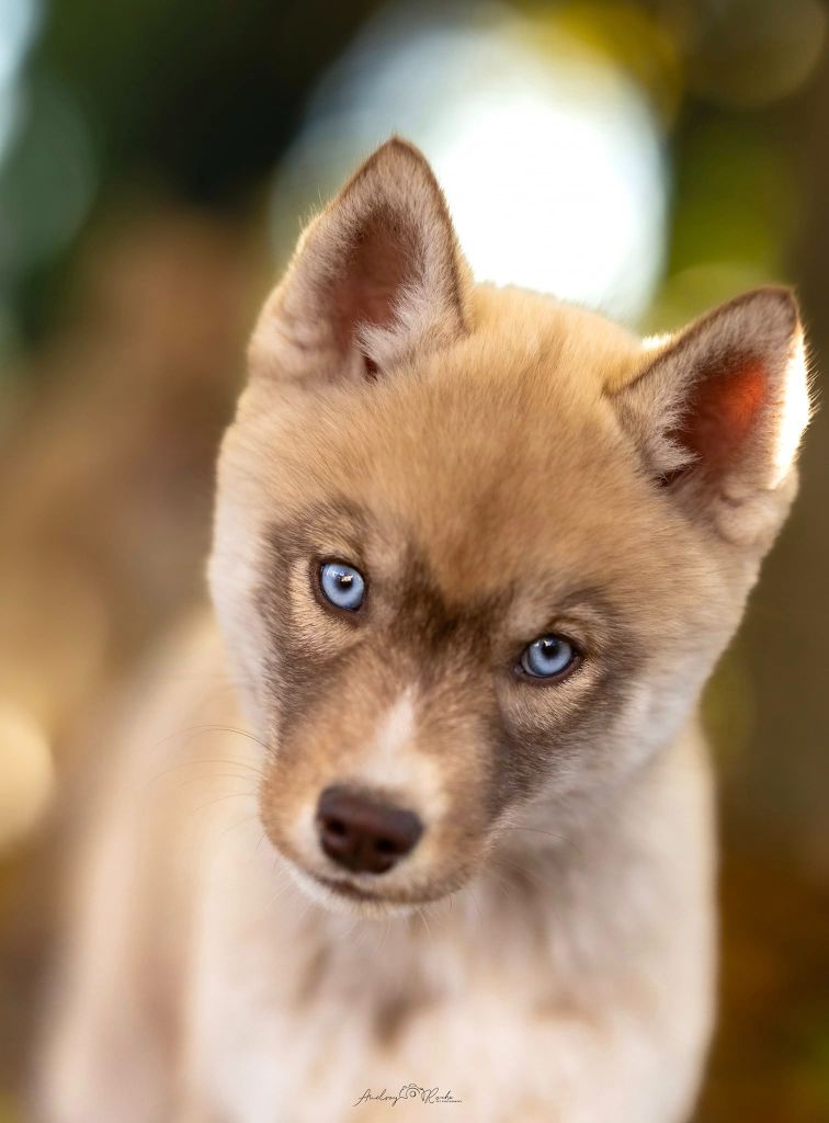 Alienor take a break kitkat Of Legendary's Reborn