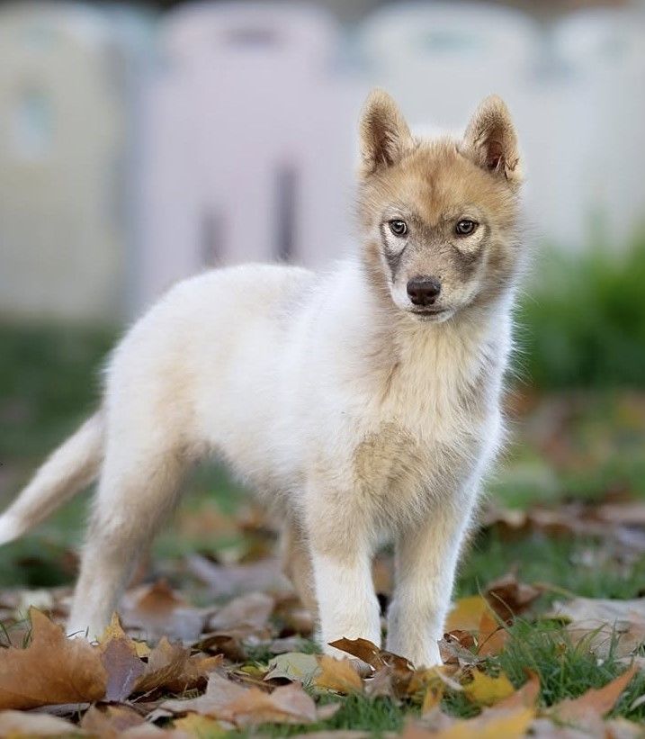 Awakned mira singing dreams Of Legendary's Reborn