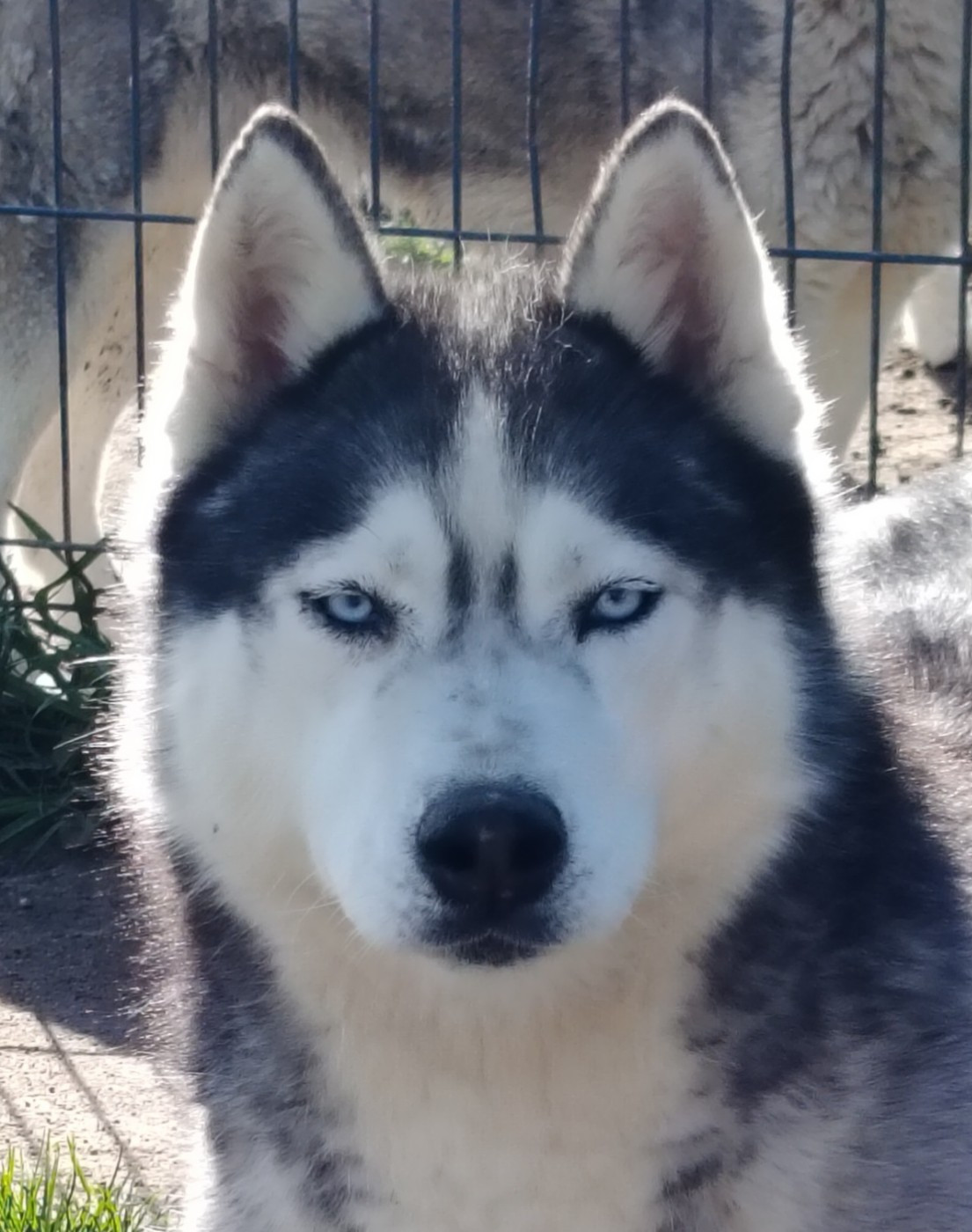 Reggae des reves de neige