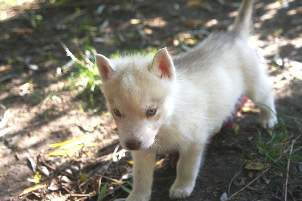 Of Legendary's Reborn - Chiots disponibles - Siberian Husky