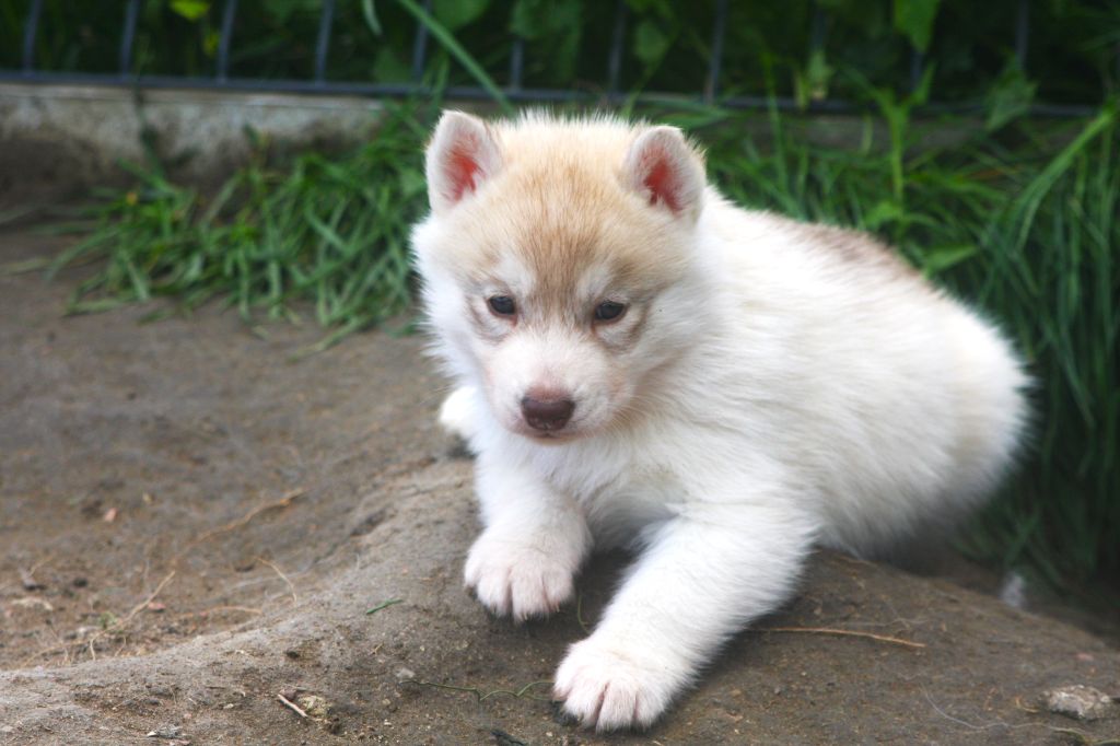 Of Legendary's Reborn - Chiots disponibles - Siberian Husky