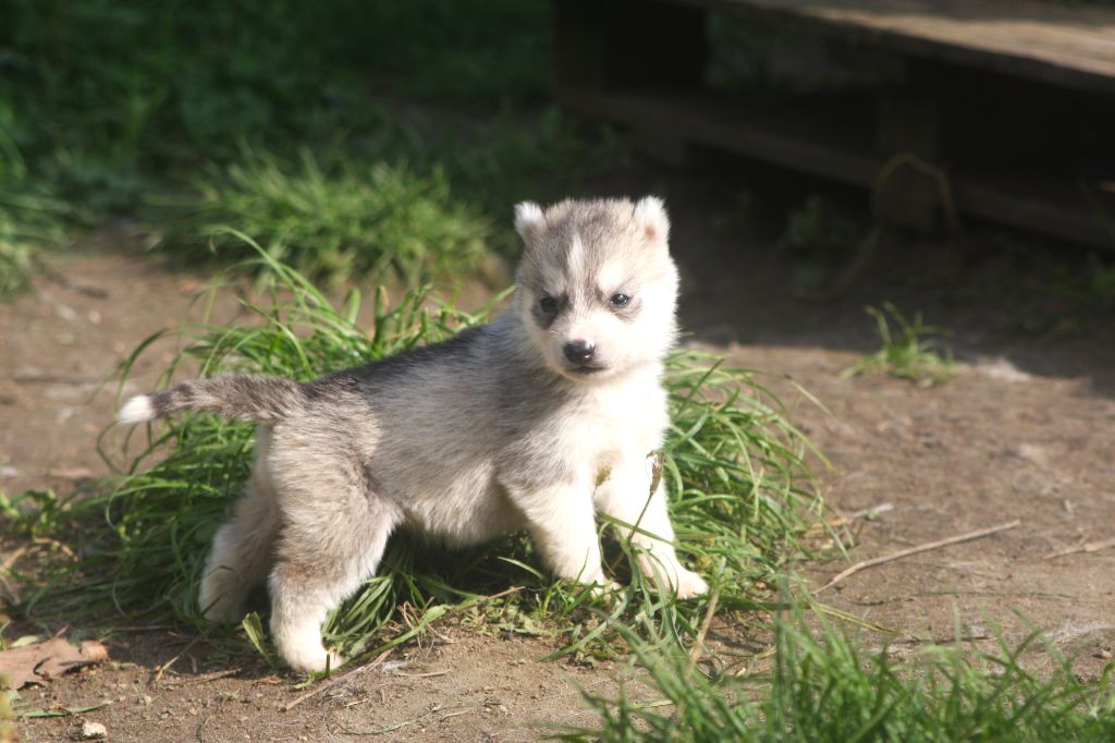 Of Legendary's Reborn - Chiots disponibles - Siberian Husky