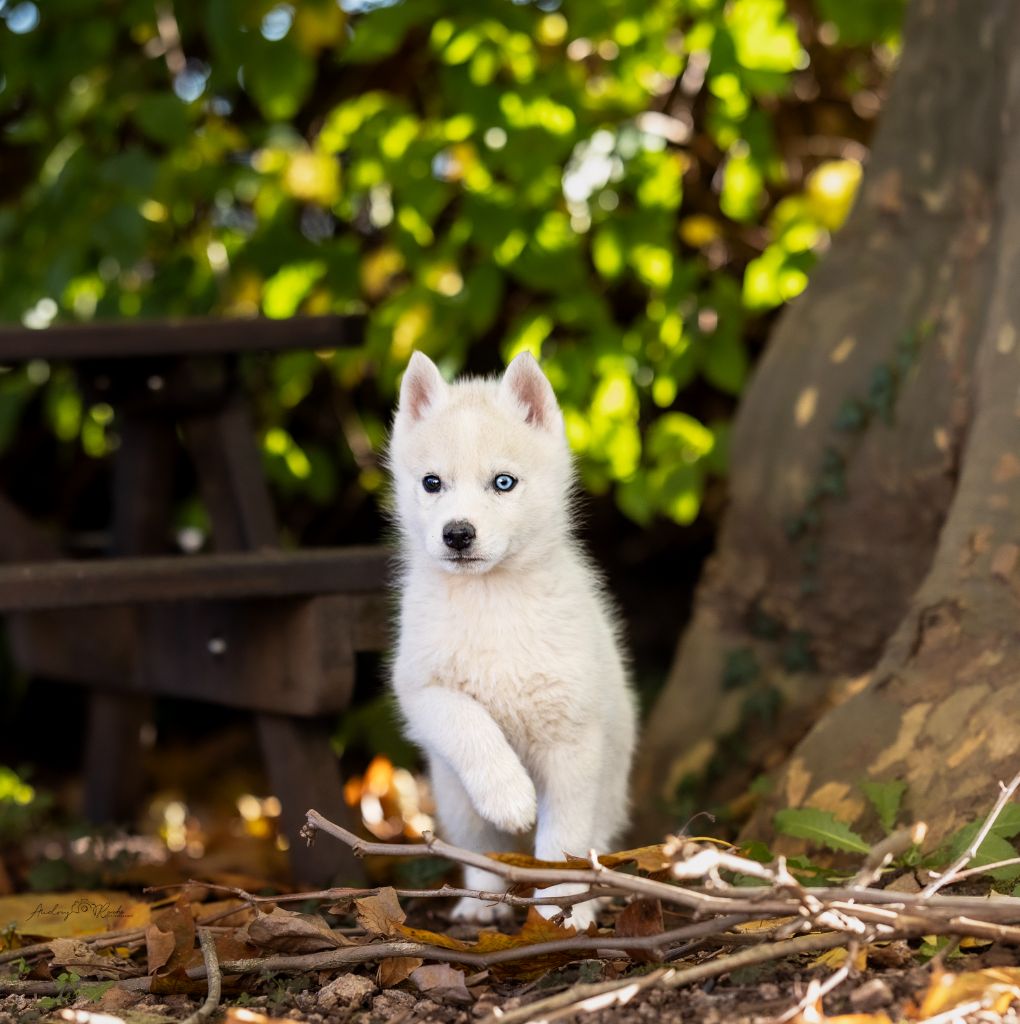 Of Legendary's Reborn - Chiots disponibles - Siberian Husky