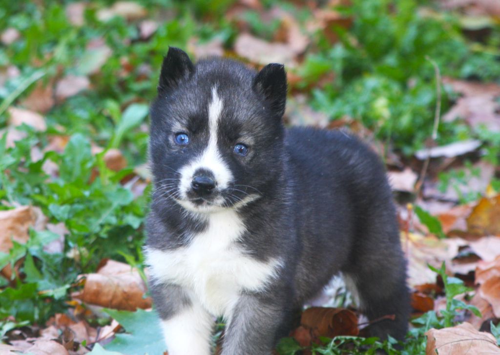 Of Legendary's Reborn - Chiots disponibles - Siberian Husky