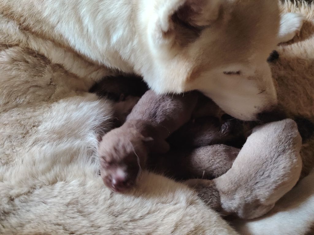 Of Legendary's Reborn - Chiots disponibles - Siberian Husky
