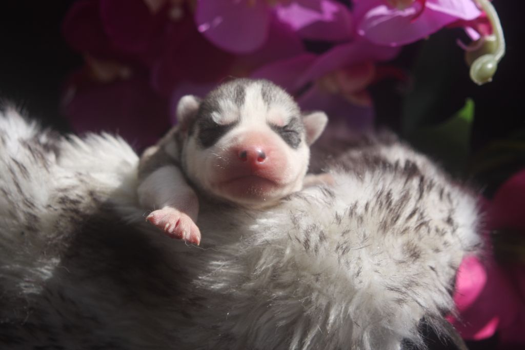 Of Legendary's Reborn - Chiots disponibles - Siberian Husky