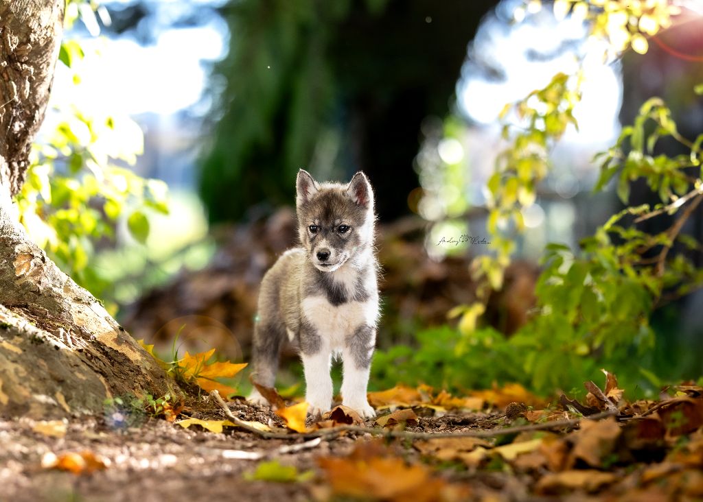 Of Legendary's Reborn - Chiots disponibles - Siberian Husky