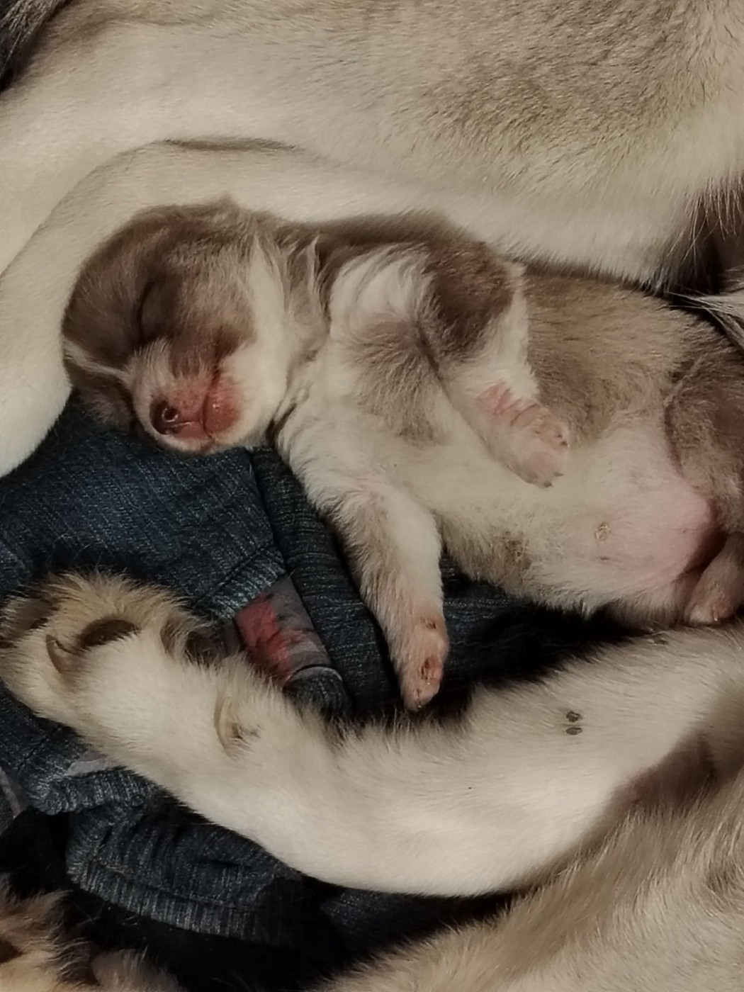 Of Legendary's Reborn - Chiots disponibles - Siberian Husky