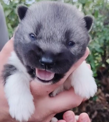 Of Legendary's Reborn - Chiots disponibles - Siberian Husky