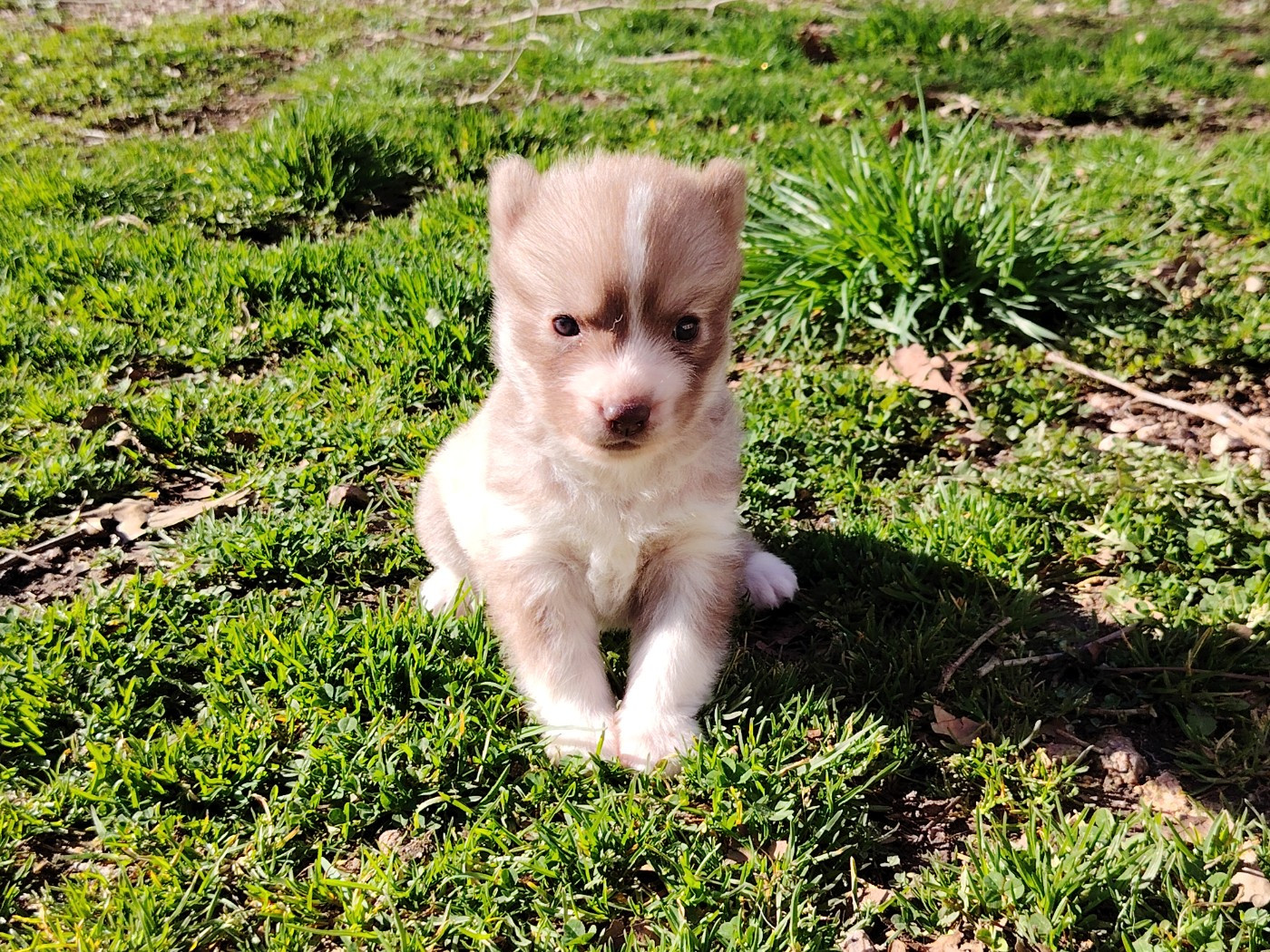 Of Legendary's Reborn - Chiots disponibles - Siberian Husky