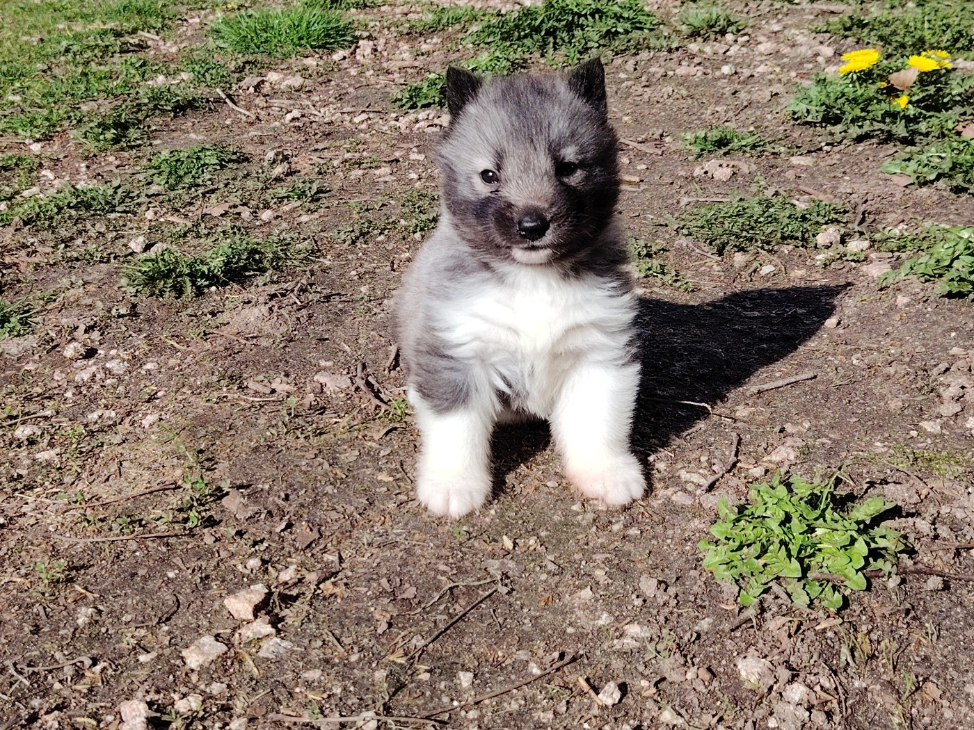 Of Legendary's Reborn - Chiots disponibles - Siberian Husky