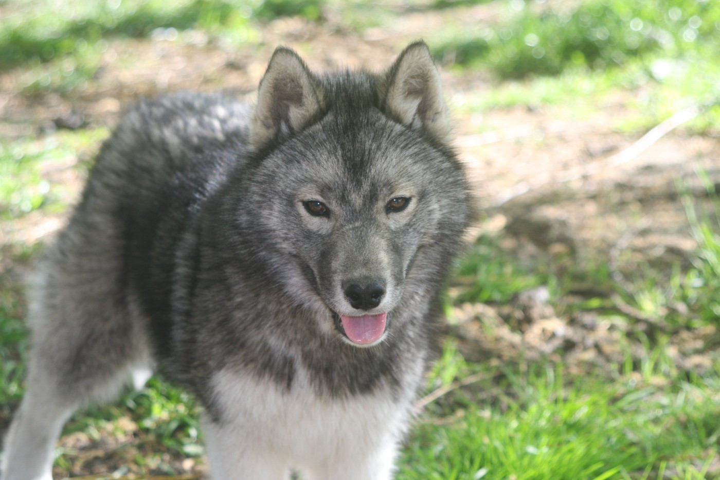 Of Legendary's Reborn - Chiots disponibles - Siberian Husky