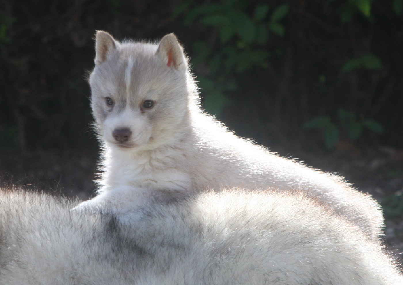 Of Legendary's Reborn - Chiots disponibles - Siberian Husky