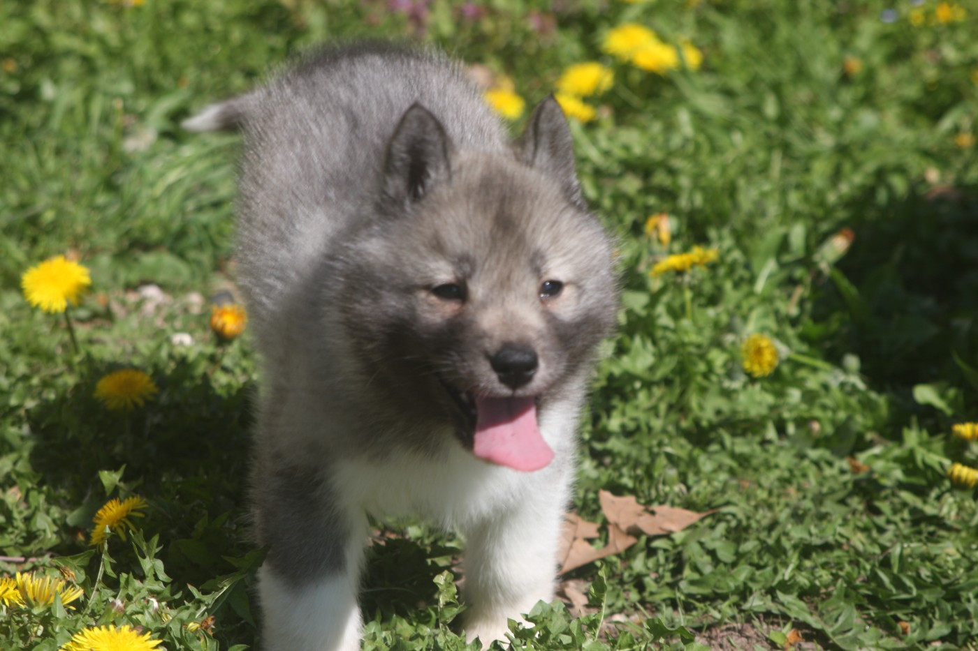 Of Legendary's Reborn - Chiots disponibles - Siberian Husky