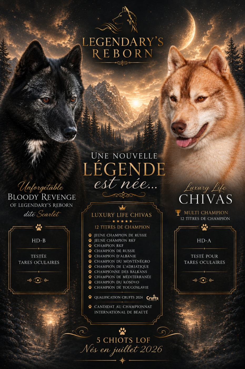 Of Legendary's Reborn - Siberian Husky - Portée née le 12/07/2026