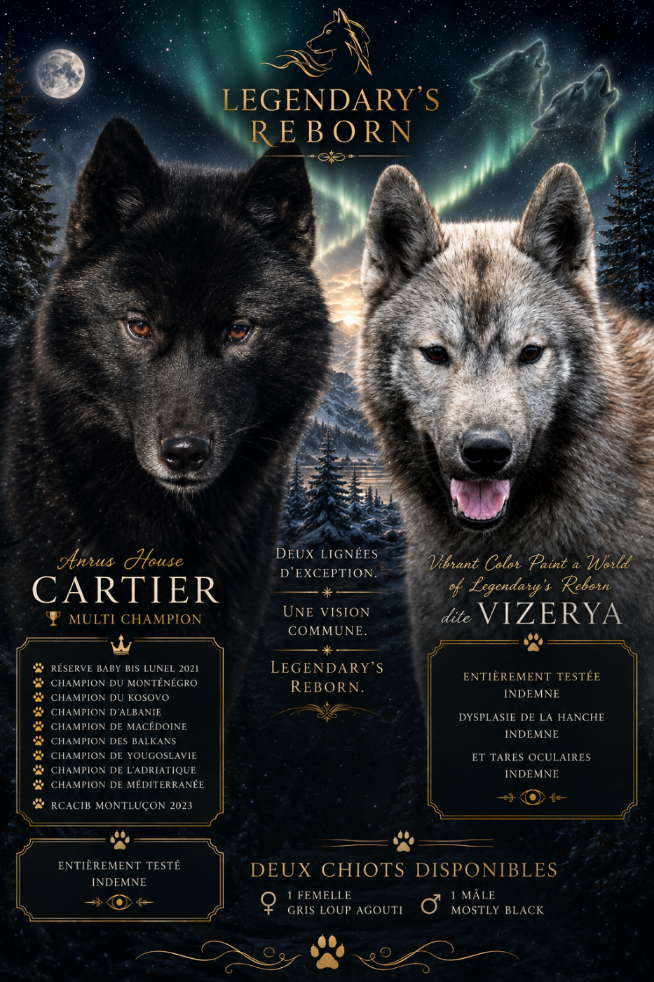 Chiot Siberian Husky Of Legendary's Reborn