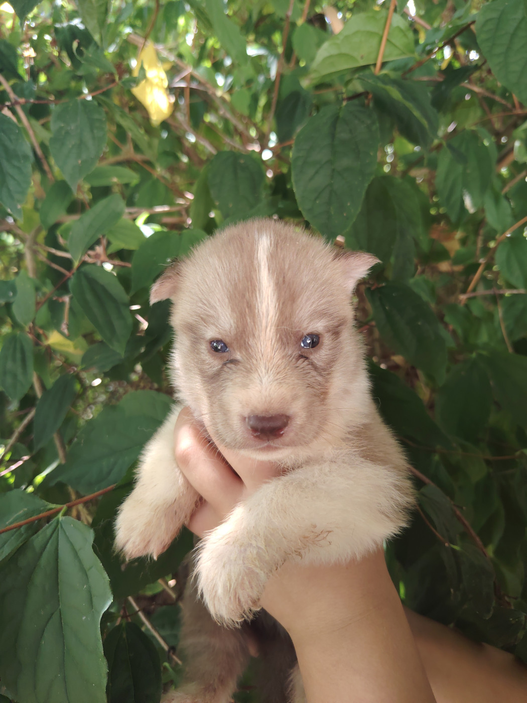 Of Legendary's Reborn - Chiots disponibles - Siberian Husky
