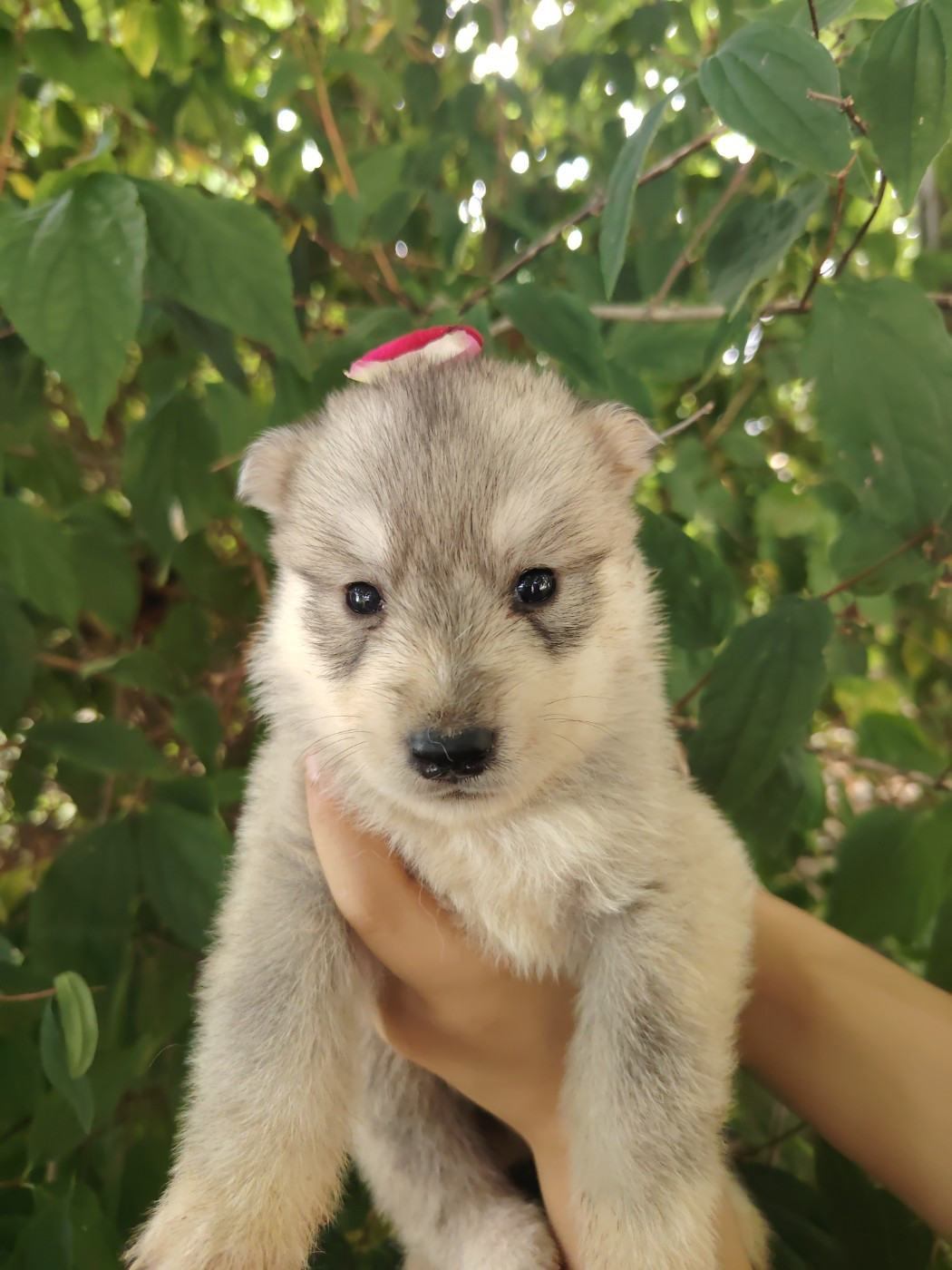 Of Legendary's Reborn - Chiots disponibles - Siberian Husky