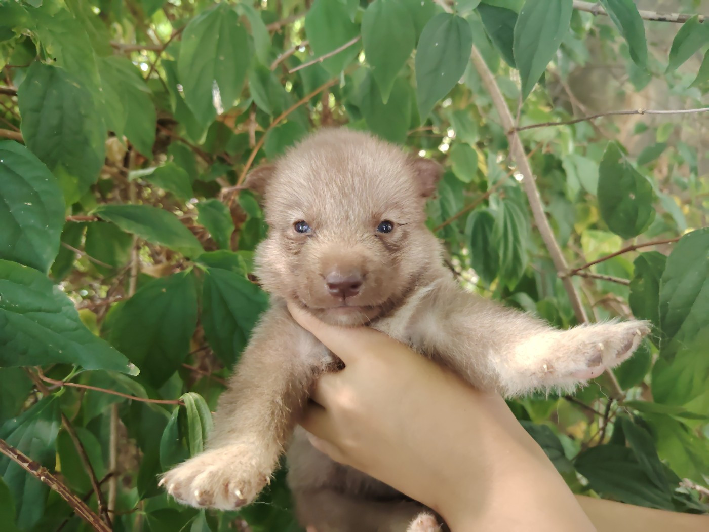 Of Legendary's Reborn - Chiots disponibles - Siberian Husky