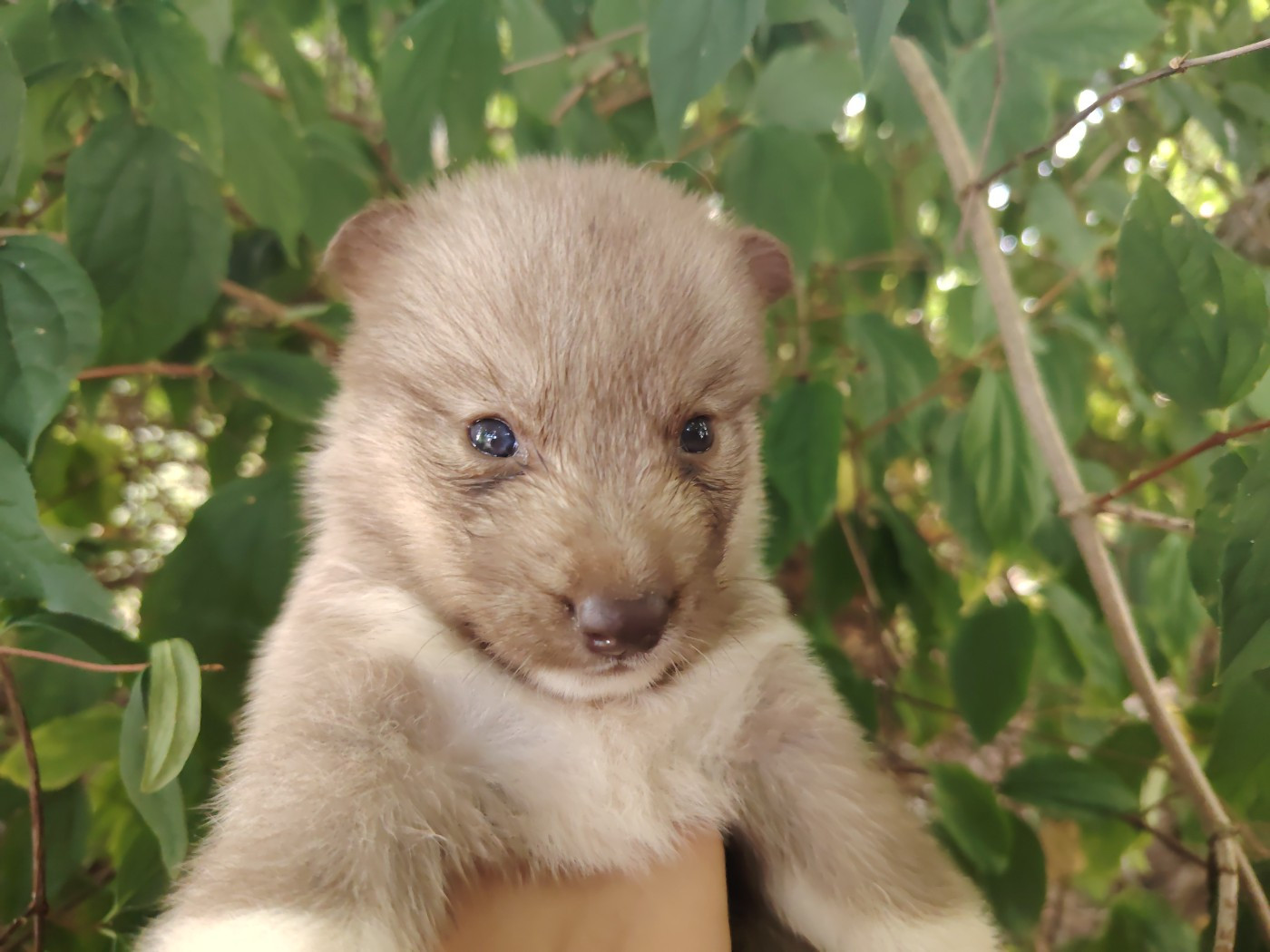 Of Legendary's Reborn - Chiots disponibles - Siberian Husky