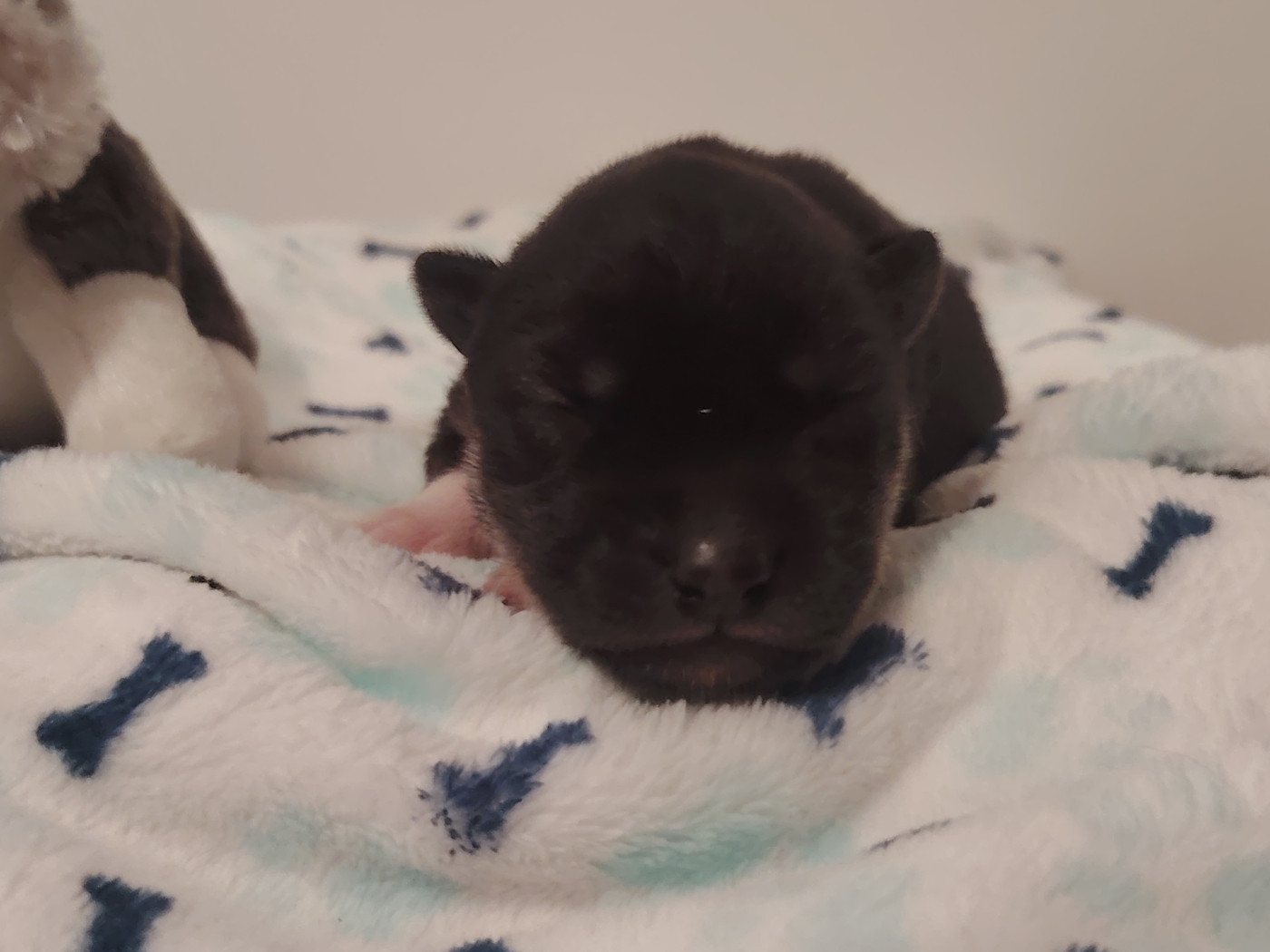 Of Legendary's Reborn - Chiots disponibles - Siberian Husky