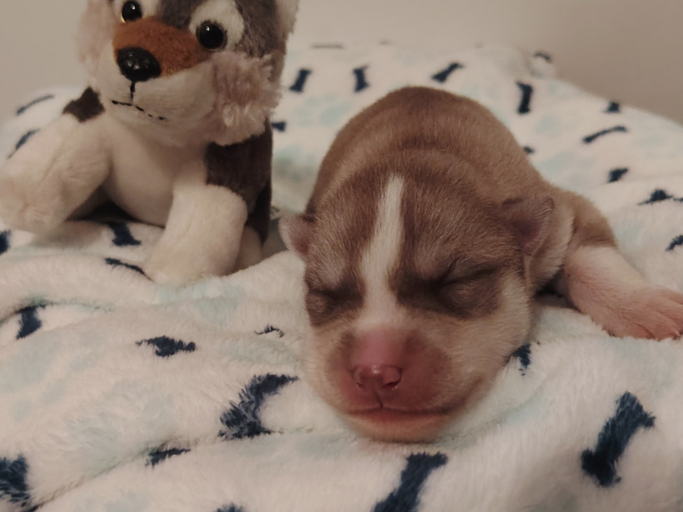 Of Legendary's Reborn - Chiots disponibles - Siberian Husky