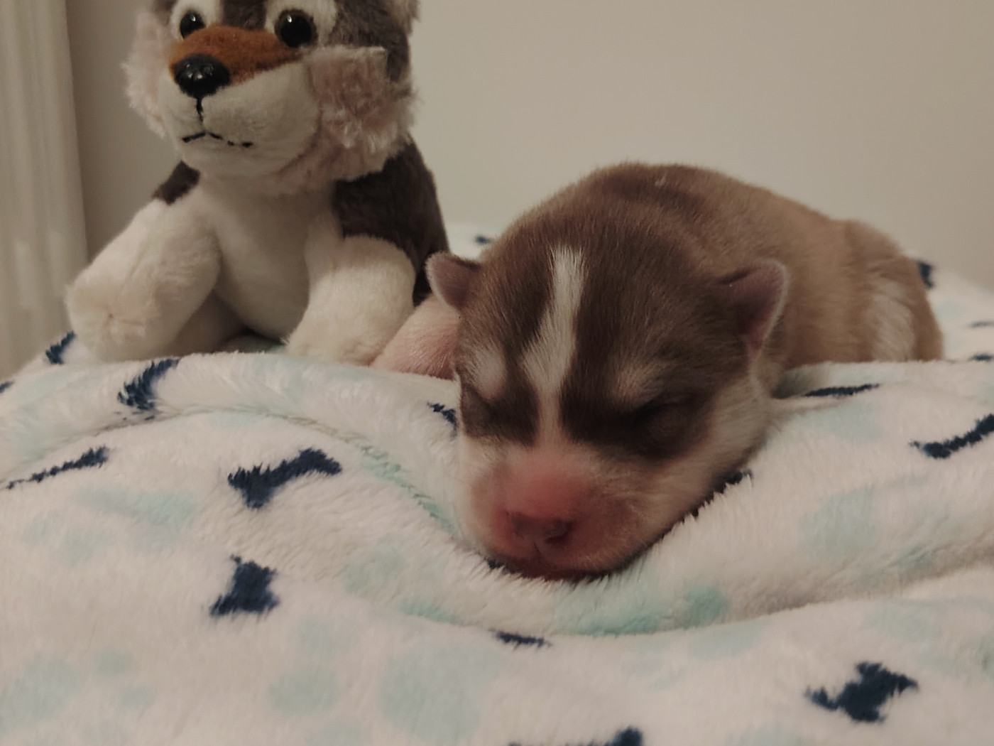 Of Legendary's Reborn - Chiots disponibles - Siberian Husky