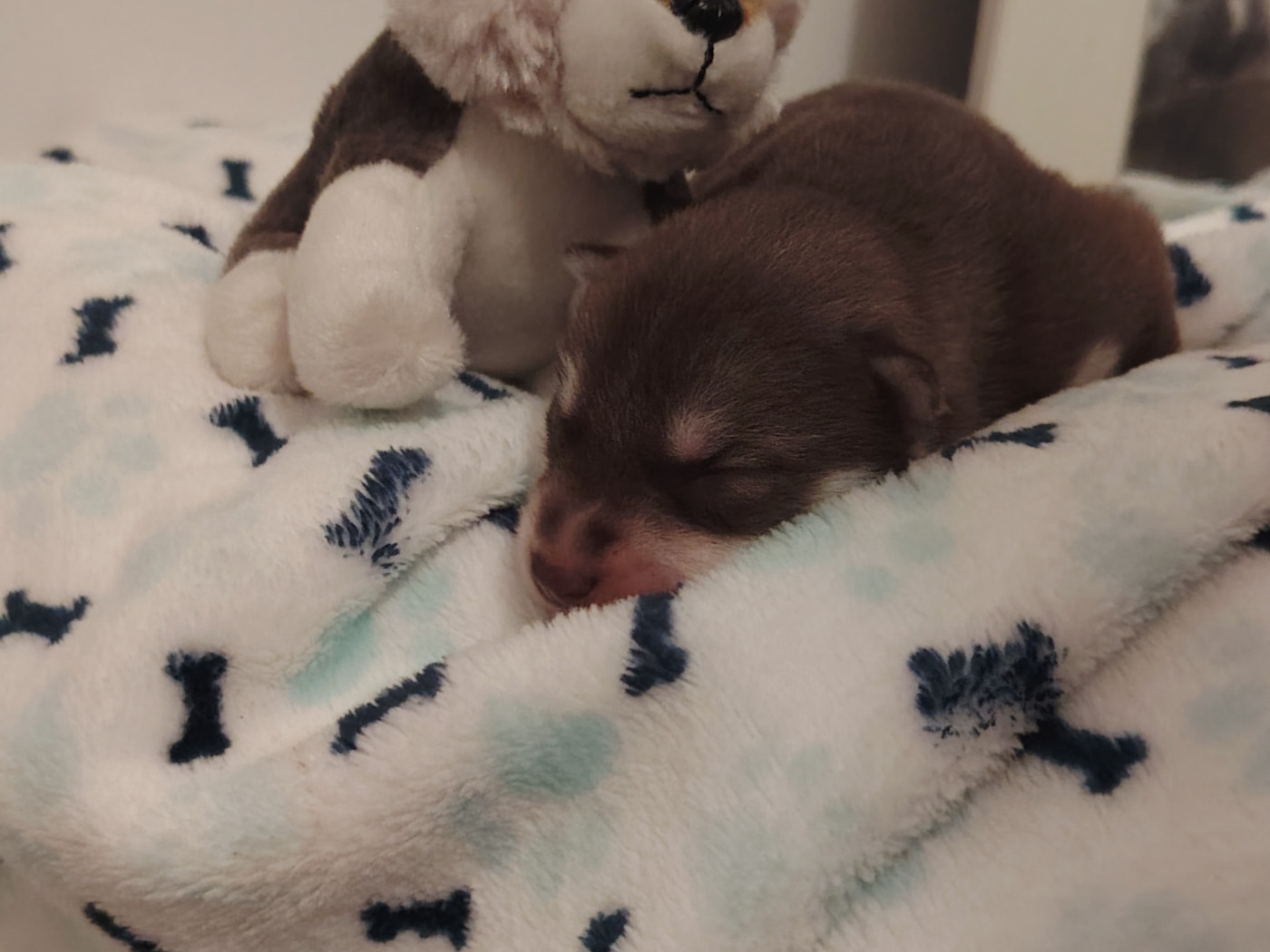 Of Legendary's Reborn - Chiots disponibles - Siberian Husky