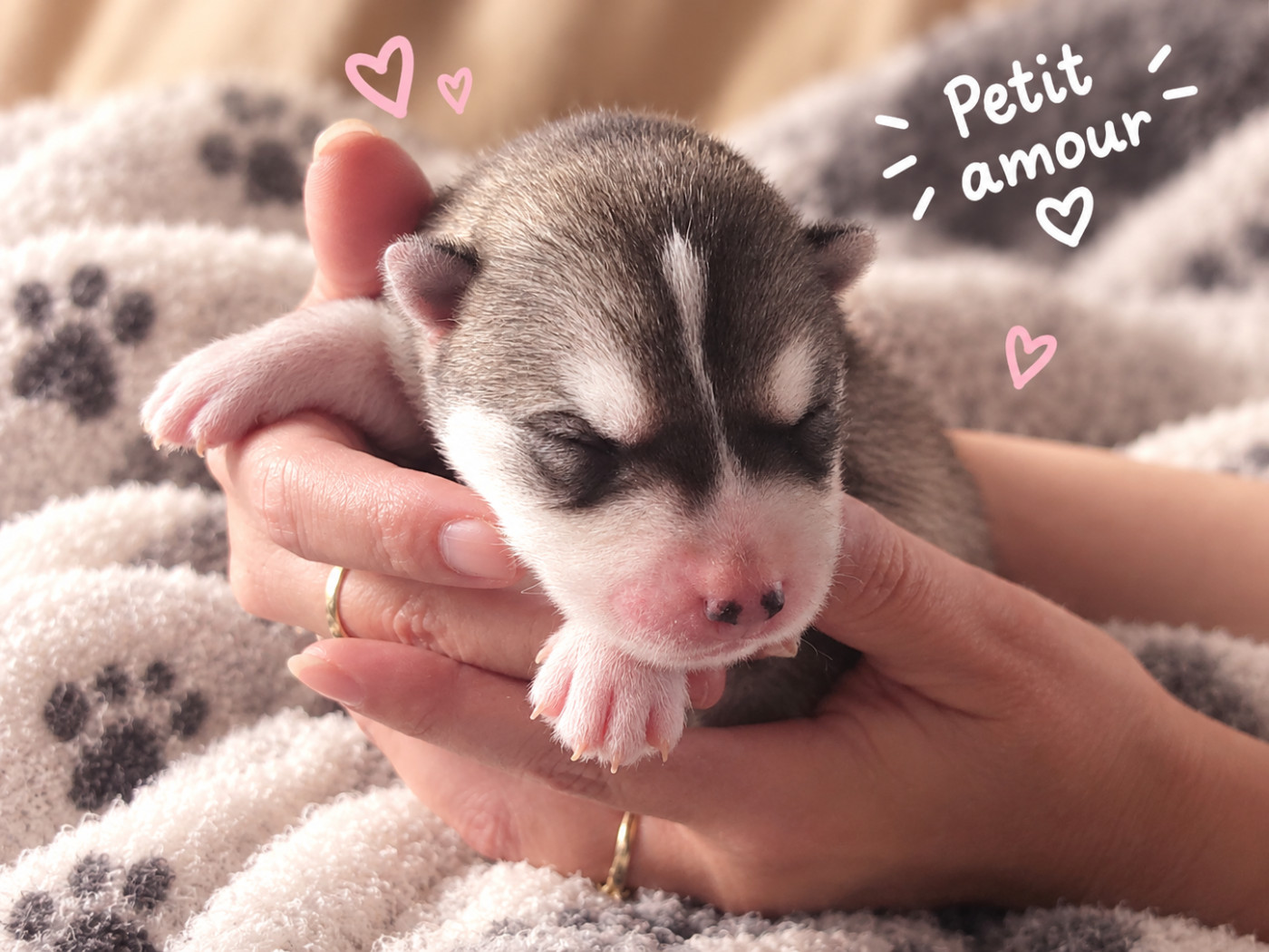 Of Legendary's Reborn - Chiots disponibles - Siberian Husky