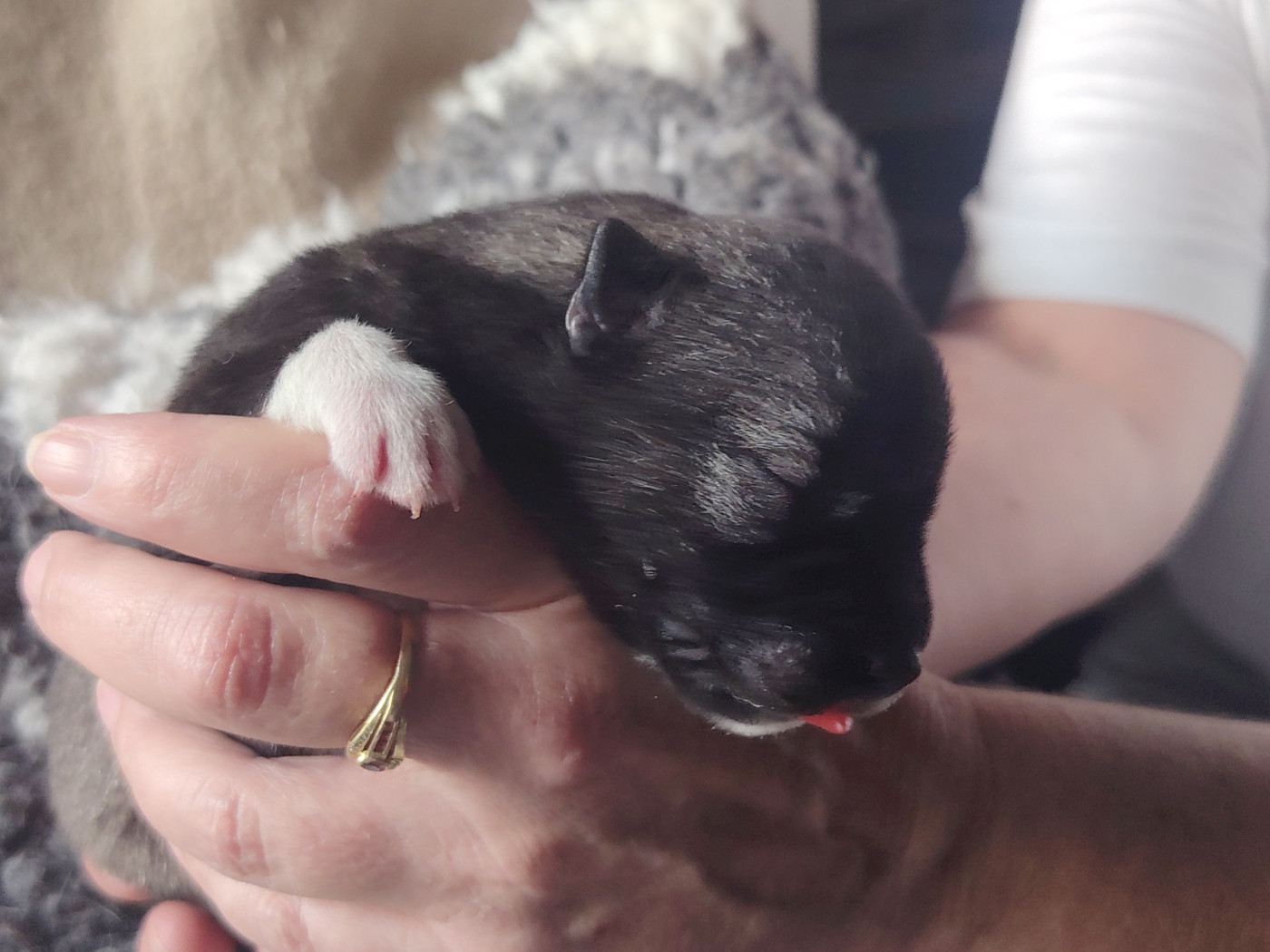Of Legendary's Reborn - Chiots disponibles - Siberian Husky
