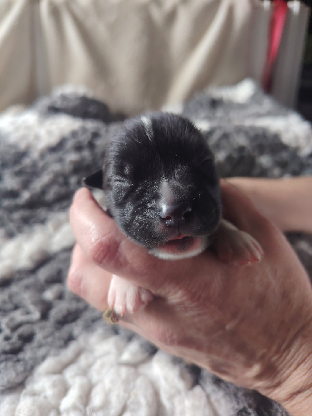 Of Legendary's Reborn - Chiots disponibles - Siberian Husky