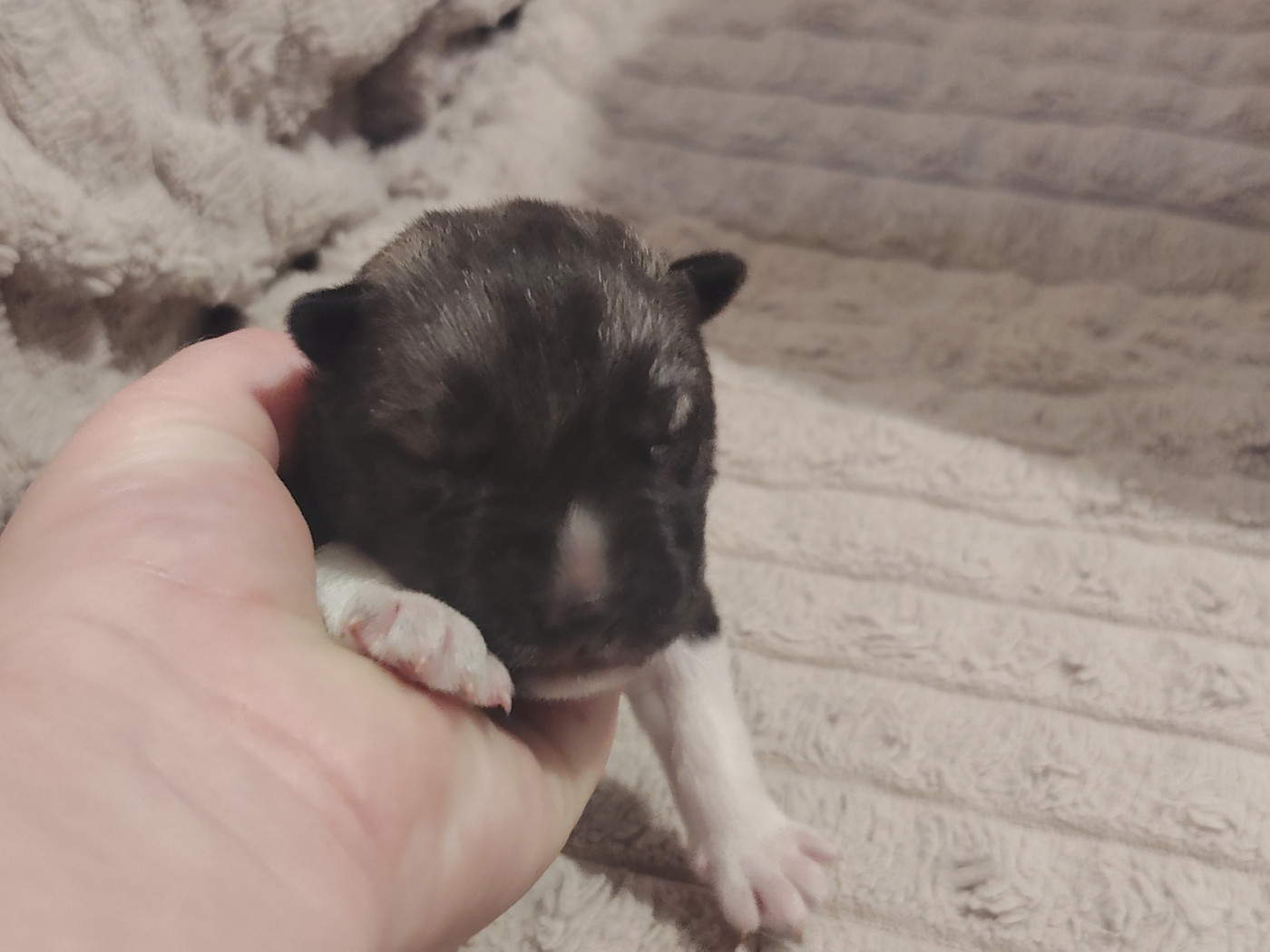 Of Legendary's Reborn - Chiots disponibles - Siberian Husky