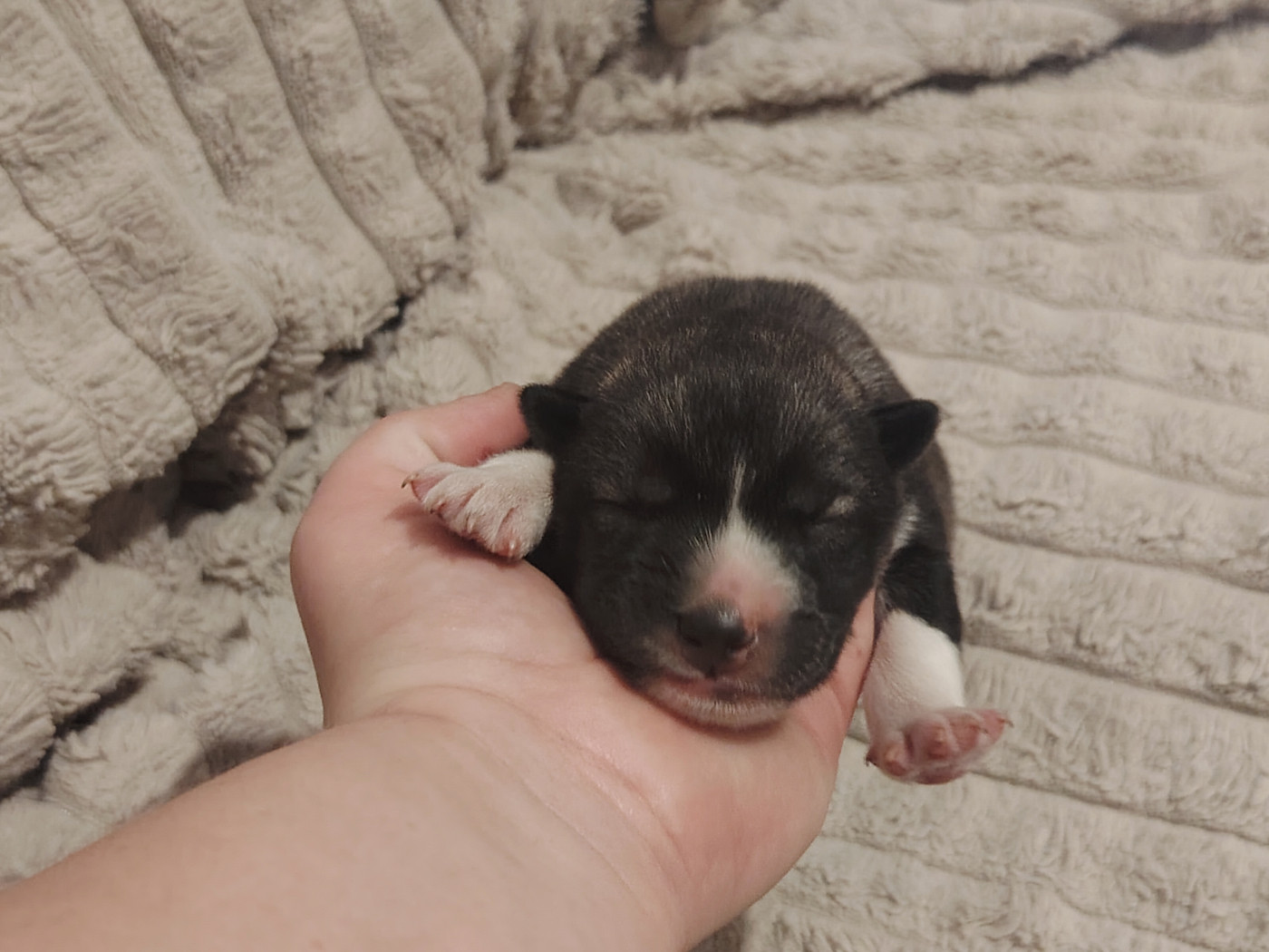 Of Legendary's Reborn - Chiots disponibles - Siberian Husky