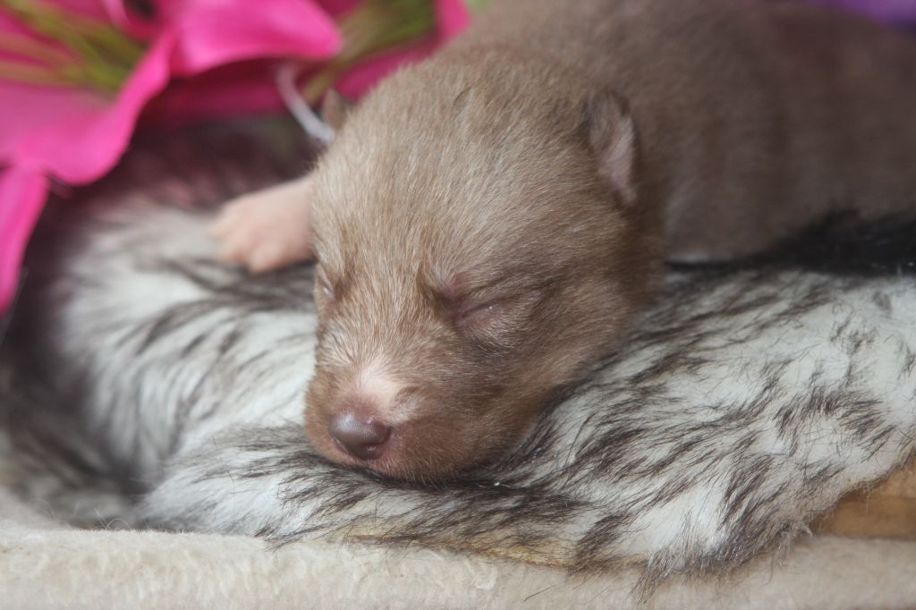 Of Legendary's Reborn - Chiots disponibles - Siberian Husky