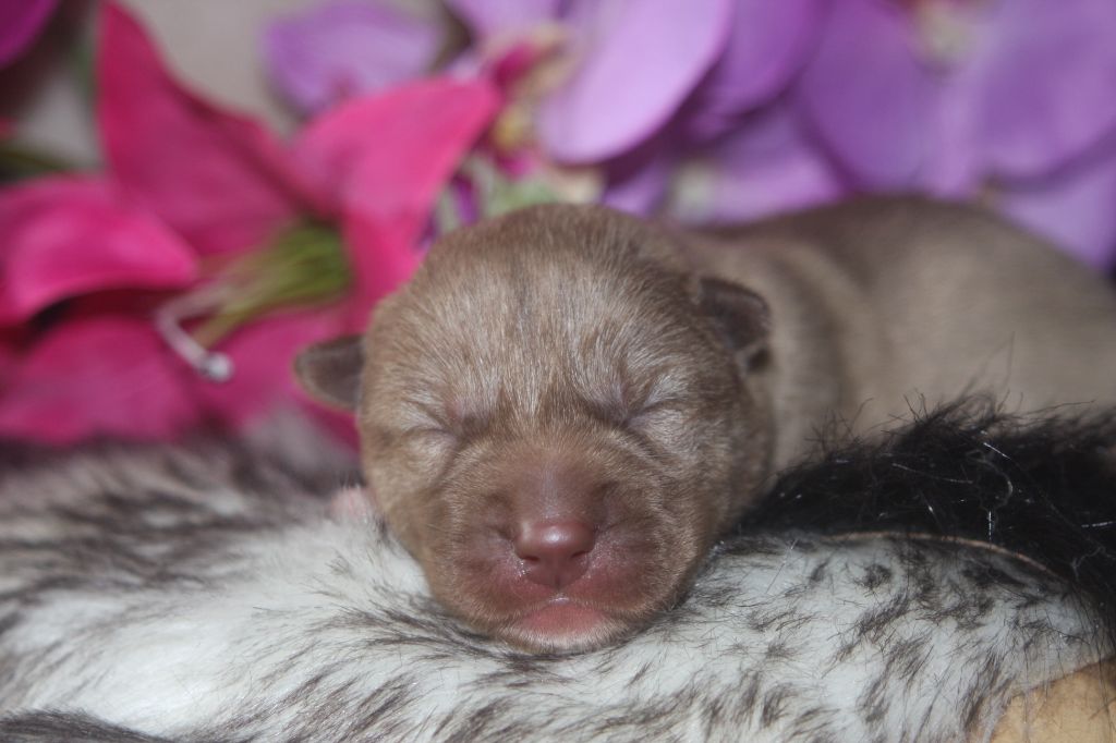 Of Legendary's Reborn - Chiots disponibles - Siberian Husky