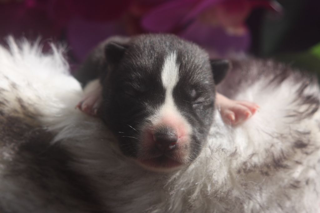 Of Legendary's Reborn - Chiots disponibles - Siberian Husky