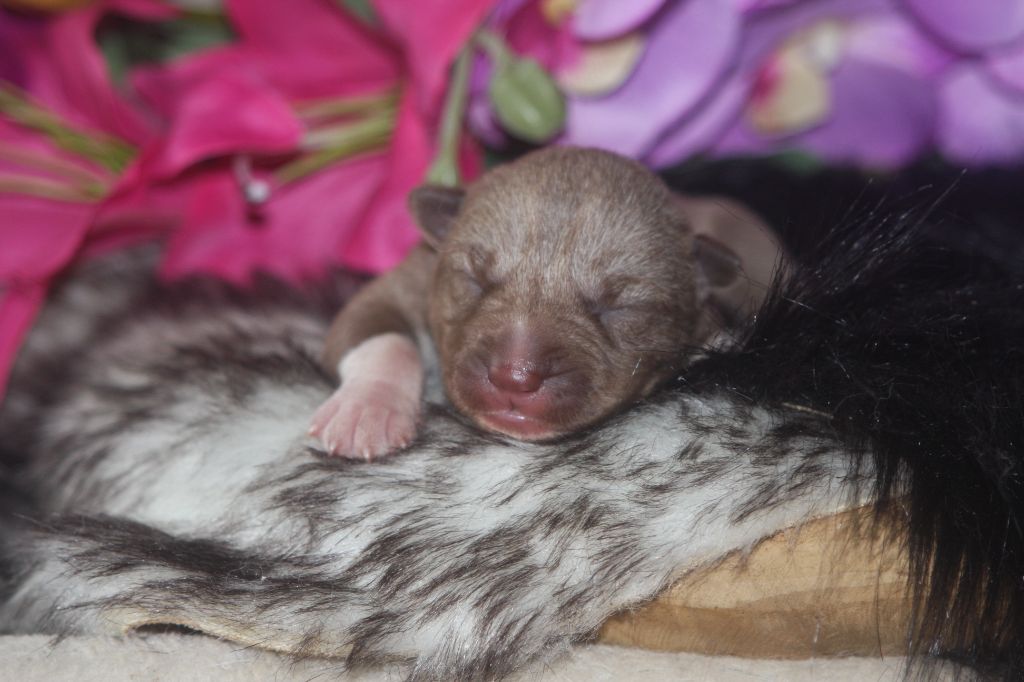 Of Legendary's Reborn - Chiots disponibles - Siberian Husky