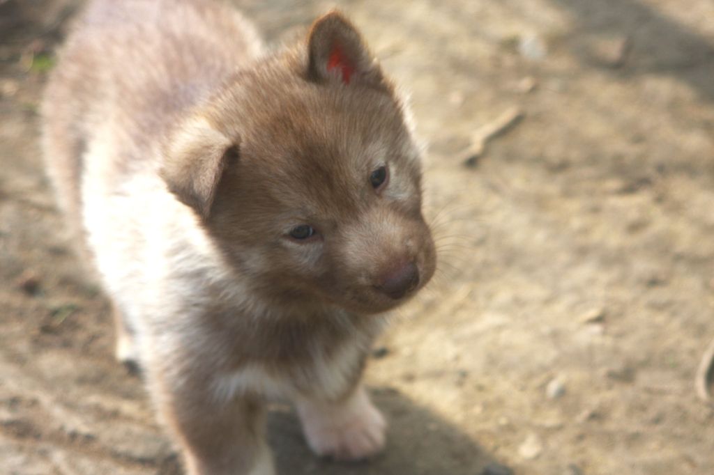Of Legendary's Reborn - Chiots disponibles - Siberian Husky