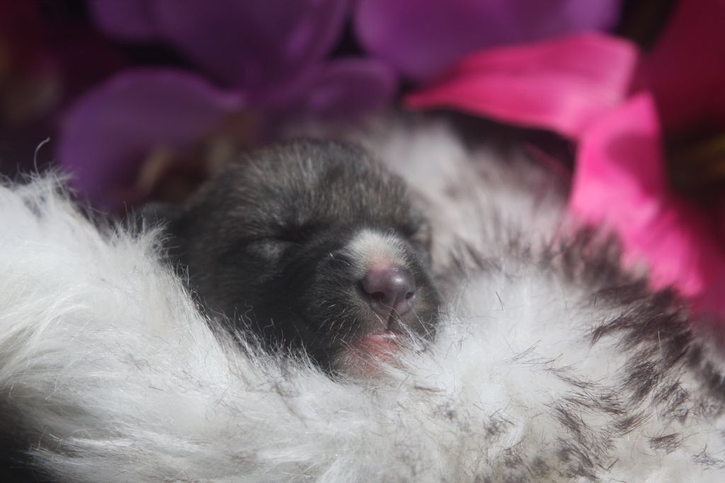 Of Legendary's Reborn - Chiots disponibles - Siberian Husky