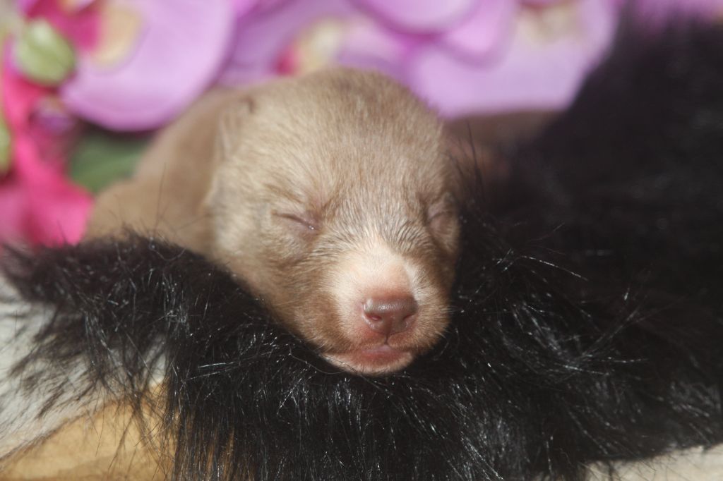 Of Legendary's Reborn - Chiots disponibles - Siberian Husky