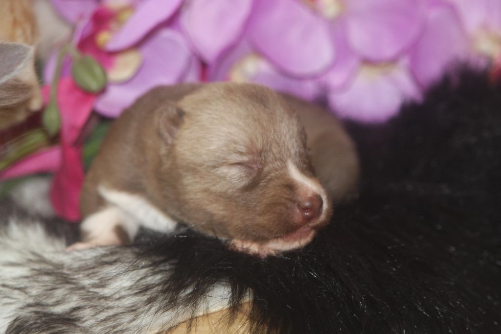 Of Legendary's Reborn - Chiots disponibles - Siberian Husky