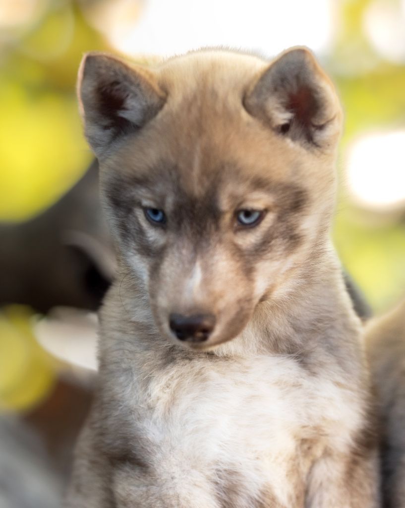 Of Legendary's Reborn - Chiots disponibles - Siberian Husky