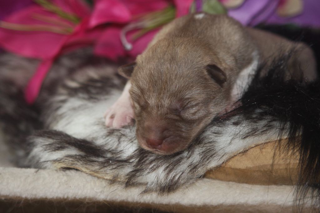 Of Legendary's Reborn - Chiots disponibles - Siberian Husky