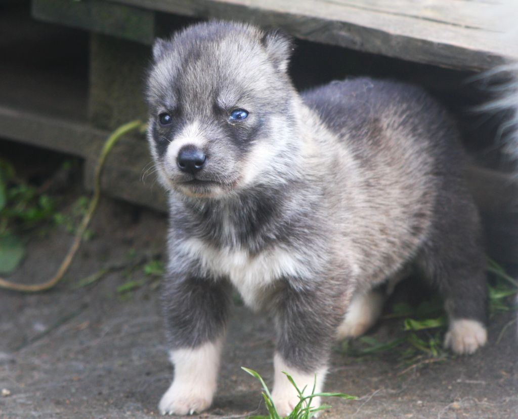 Of Legendary's Reborn - Chiots disponibles - Siberian Husky