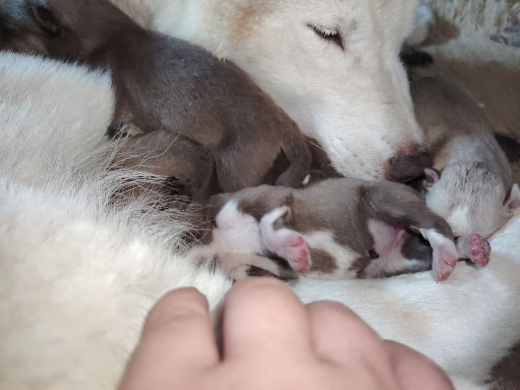 Of Legendary's Reborn - Chiots disponibles - Siberian Husky