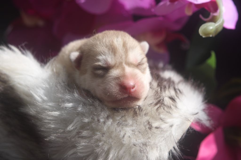 Of Legendary's Reborn - Chiots disponibles - Siberian Husky