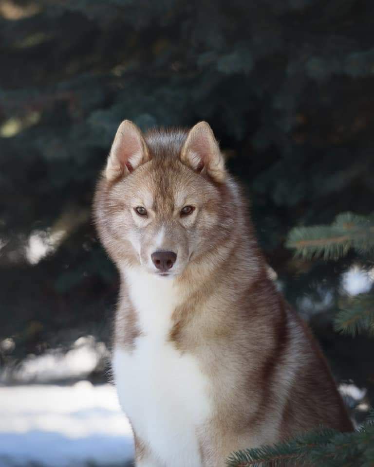 Chiot Siberian Husky Of Legendary's Reborn