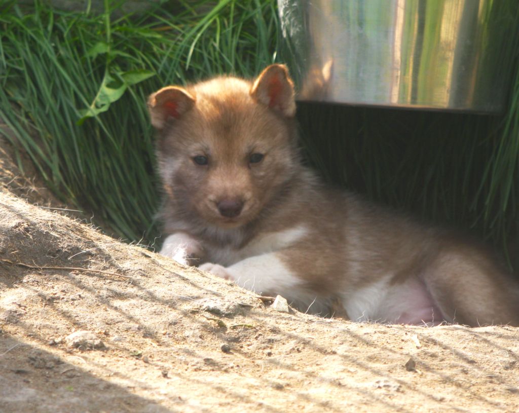 Of Legendary's Reborn - Chiots disponibles - Siberian Husky