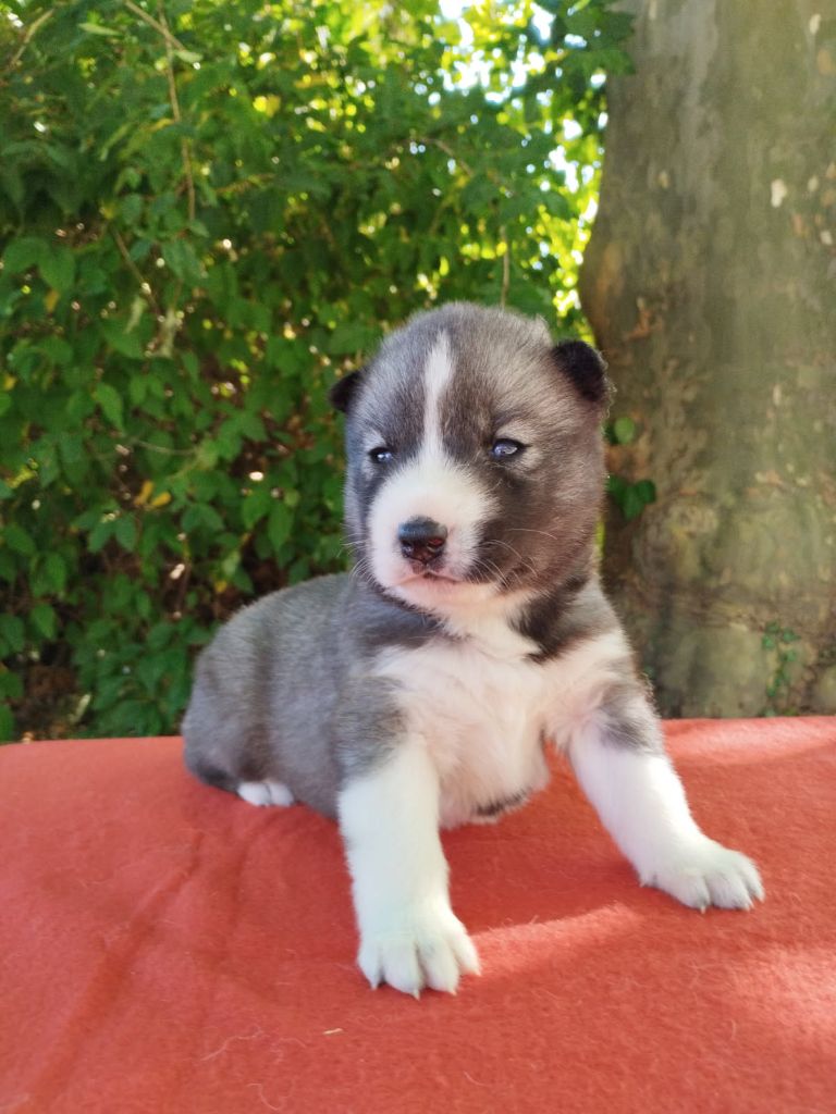 Of Legendary's Reborn - Chiots disponibles - Siberian Husky