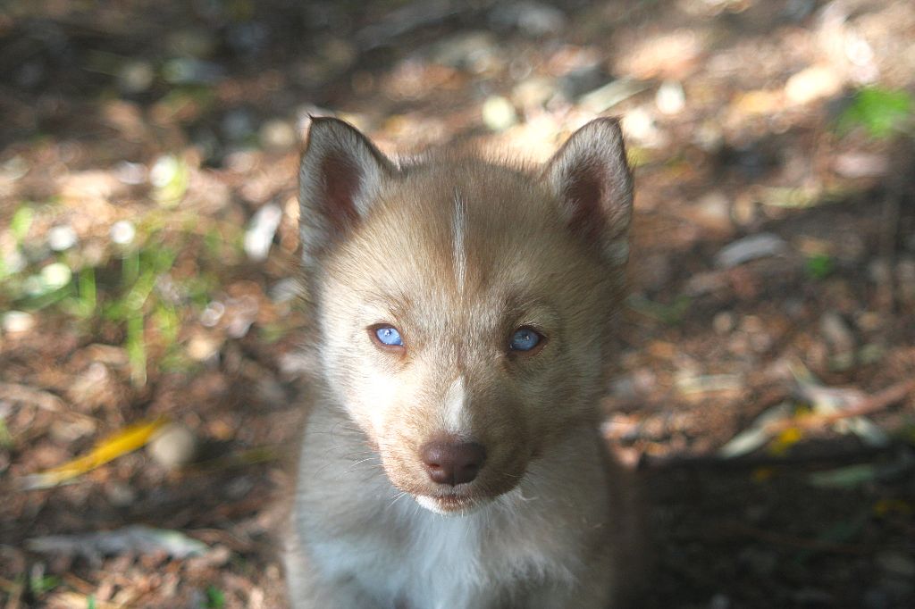 Of Legendary's Reborn - Chiots disponibles - Siberian Husky